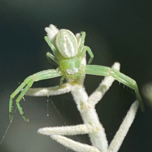 Thomisidae (family) at Mount Ainslie - 17 May 2024 02:49 PM