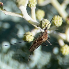 Aedes sp. (genus) (Mosquito) at Mount Ainslie - 17 May 2024 by Hejor1