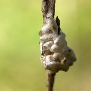 Apocrita (suborder) at Mount Ainslie - 17 May 2024