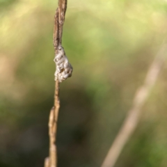 Apocrita (suborder) at Mount Ainslie - 17 May 2024