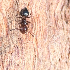 Crematogaster sp. (genus) at Casey, ACT - 18 May 2024 03:06 PM