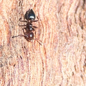 Crematogaster sp. (genus) at Casey, ACT - 18 May 2024 03:06 PM