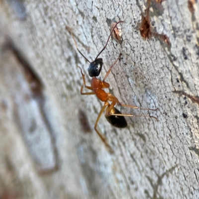 Camponotus consobrinus (Banded sugar ant) at Casey, ACT - 18 May 2024 by Hejor1