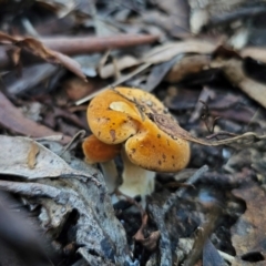 Austropaxillus infundibuliformis group at Captains Flat, NSW - 19 May 2024 by Csteele4