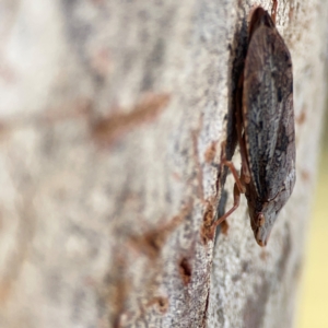 Stenocotini sp. (tribe) at Casey, ACT - 18 May 2024 03:14 PM