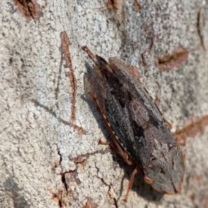 Stenocotini sp. (tribe) at Casey, ACT - 18 May 2024 03:14 PM