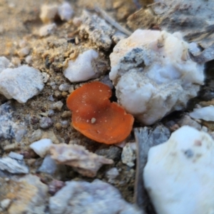 Aleuria sp. (genus) at QPRC LGA - 19 May 2024