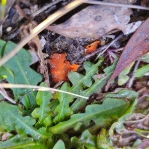 Aleuria sp. (genus) at QPRC LGA - 19 May 2024