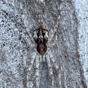 Tamopsis sp. (genus) at Casey, ACT - 18 May 2024