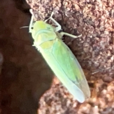 Cicadellidae (family) (Unidentified leafhopper) at Casey, ACT - 18 May 2024 by Hejor1