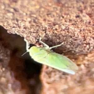 Cicadellidae (family) at Casey, ACT - 18 May 2024 03:33 PM