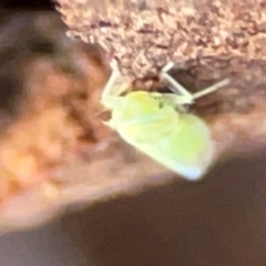 Cicadellidae (family) at Casey, ACT - 18 May 2024