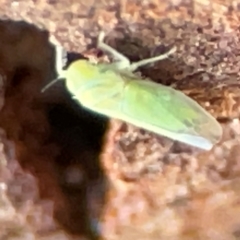 Cicadellidae (family) at Casey, ACT - 18 May 2024 03:33 PM