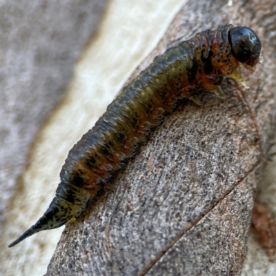 Pergidae sp. (family) at Casey, ACT - 18 May 2024 by Hejor1