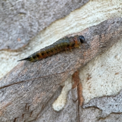 Pergidae sp. (family) at Casey, ACT - 18 May 2024