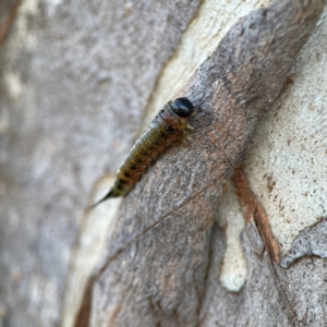 Pergidae sp. (family) at Casey, ACT - 18 May 2024