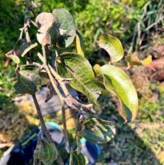 Smilax australis (Barbed-Wire Vine) at Harolds Cross, NSW - 19 May 2024 by courtneyb