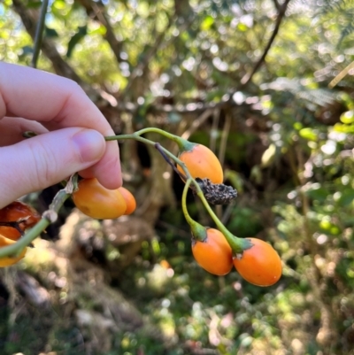 Solanum aviculare (Kangaroo Apple) at Harolds Cross, NSW - 19 May 2024 by courtneyb