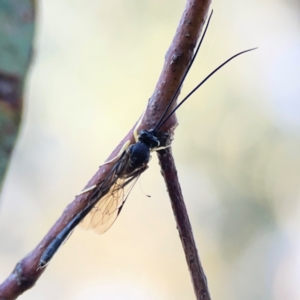 Ichneumonidae (family) at Casey, ACT - 18 May 2024