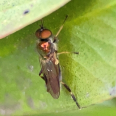 Australoactina sp. (genus) at Casey, ACT - 18 May 2024