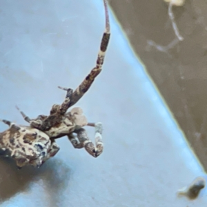 Philoponella congregabilis at Casey, ACT - 18 May 2024 03:49 PM
