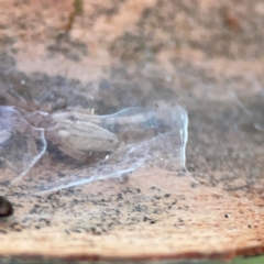 Clubionidae (family) (Sac Spider) at Casey, ACT - 18 May 2024 by Hejor1