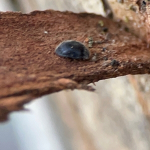 Coccinellidae (family) at Casey, ACT - 18 May 2024 04:20 PM