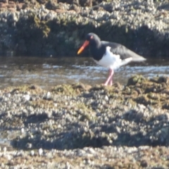 Haematopus longirostris (Australian Pied Oystercatcher) at Jervis Bay Marine Park - 17 May 2024 by Paul4K