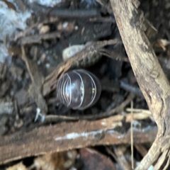 Armadillidium vulgare (Slater bug, woodlouse, pill bug, roley poley) at Casey, ACT - 18 May 2024 by Hejor1