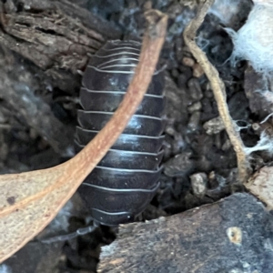 Armadillidium vulgare at Casey, ACT - 18 May 2024 04:29 PM