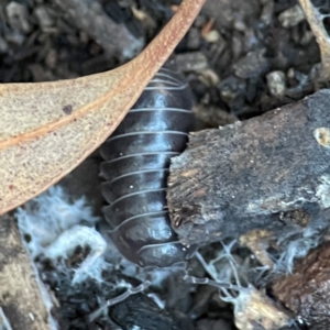 Armadillidium vulgare at Casey, ACT - 18 May 2024 04:29 PM