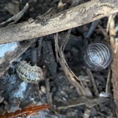 Armadillidium vulgare at Casey, ACT - 18 May 2024 by Hejor1