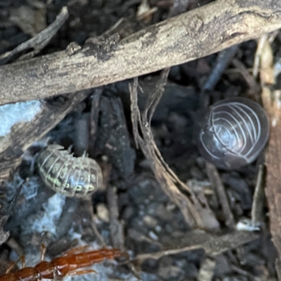 Armadillidium vulgare at Casey, ACT - 18 May 2024 by Hejor1