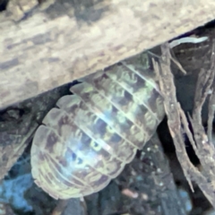 Armadillidium vulgare at Casey, ACT - 18 May 2024 04:29 PM