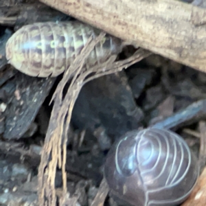 Armadillidium vulgare at Casey, ACT - 18 May 2024 04:29 PM