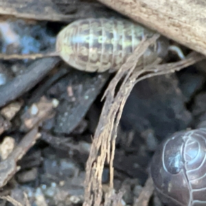 Armadillidium vulgare at Casey, ACT - 18 May 2024 04:29 PM