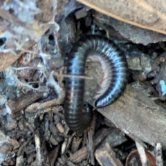 Ommatoiulus moreleti at Casey, ACT - 18 May 2024 04:28 PM