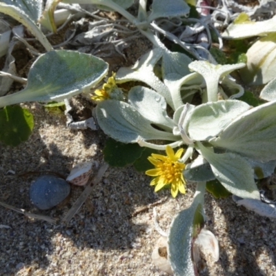 Arctotheca populifolia (Beach Daisy) at Jervis Bay Marine Park - 17 May 2024 by Paul4K