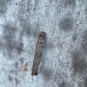 Psychidae (family) IMMATURE at Casey, ACT - 18 May 2024 04:36 PM