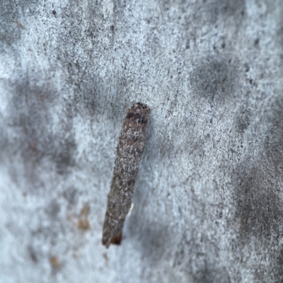 Psychidae (family) IMMATURE (Unidentified case moth or bagworm) at Casey, ACT - 18 May 2024 by Hejor1