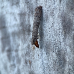 Psychidae (family) IMMATURE at Casey, ACT - 18 May 2024 04:36 PM