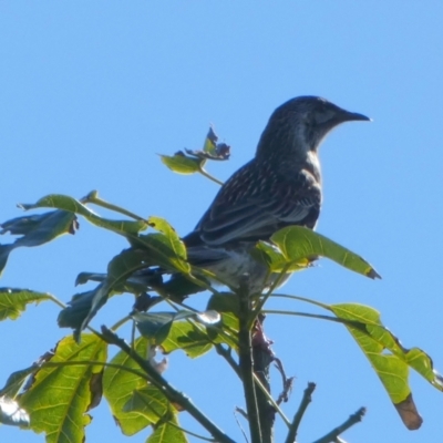 Anthochaera carunculata (Red Wattlebird) at Jervis Bay Marine Park - 17 May 2024 by Paul4K