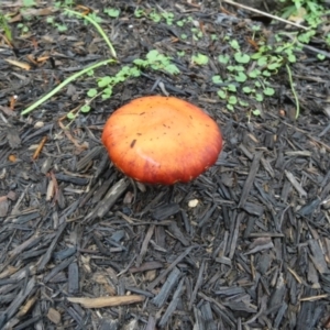 Leratiomyces ceres at Currarong, NSW - 16 May 2024 07:19 AM