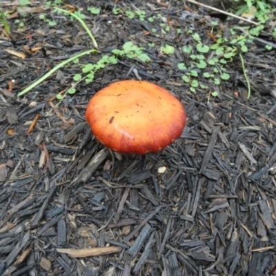 Leratiomcyes ceres (Red Woodchip Fungus) at Currarong, NSW - 15 May 2024 by Paul4K