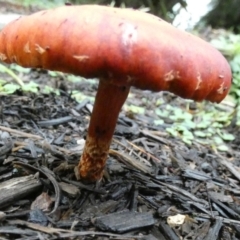 Leratiomyces ceres at Currarong, NSW - 16 May 2024 07:19 AM
