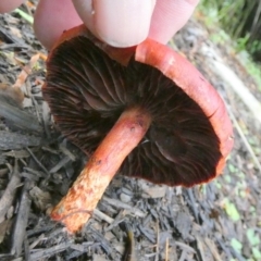 Leratiomyces ceres at Currarong, NSW - 16 May 2024 07:19 AM