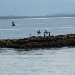 Egretta novaehollandiae (White-faced Heron) at Jervis Bay Marine Park - 16 May 2024 by Paul4K