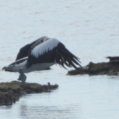 Pelecanus conspicillatus (Australian Pelican) at Jervis Bay Marine Park - 16 May 2024 by Paul4K