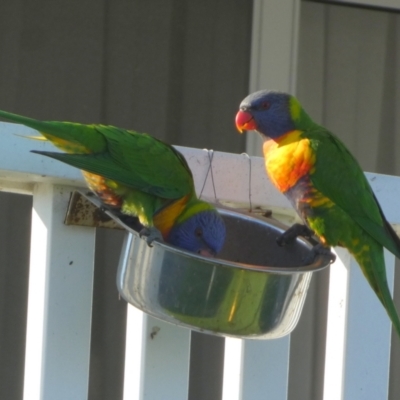 Trichoglossus moluccanus (Rainbow Lorikeet) at Currarong, NSW - 15 May 2024 by Paul4K