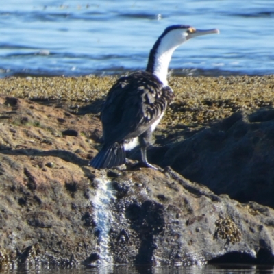 Phalacrocorax varius (Pied Cormorant) at Jervis Bay Marine Park - 15 May 2024 by Paul4K